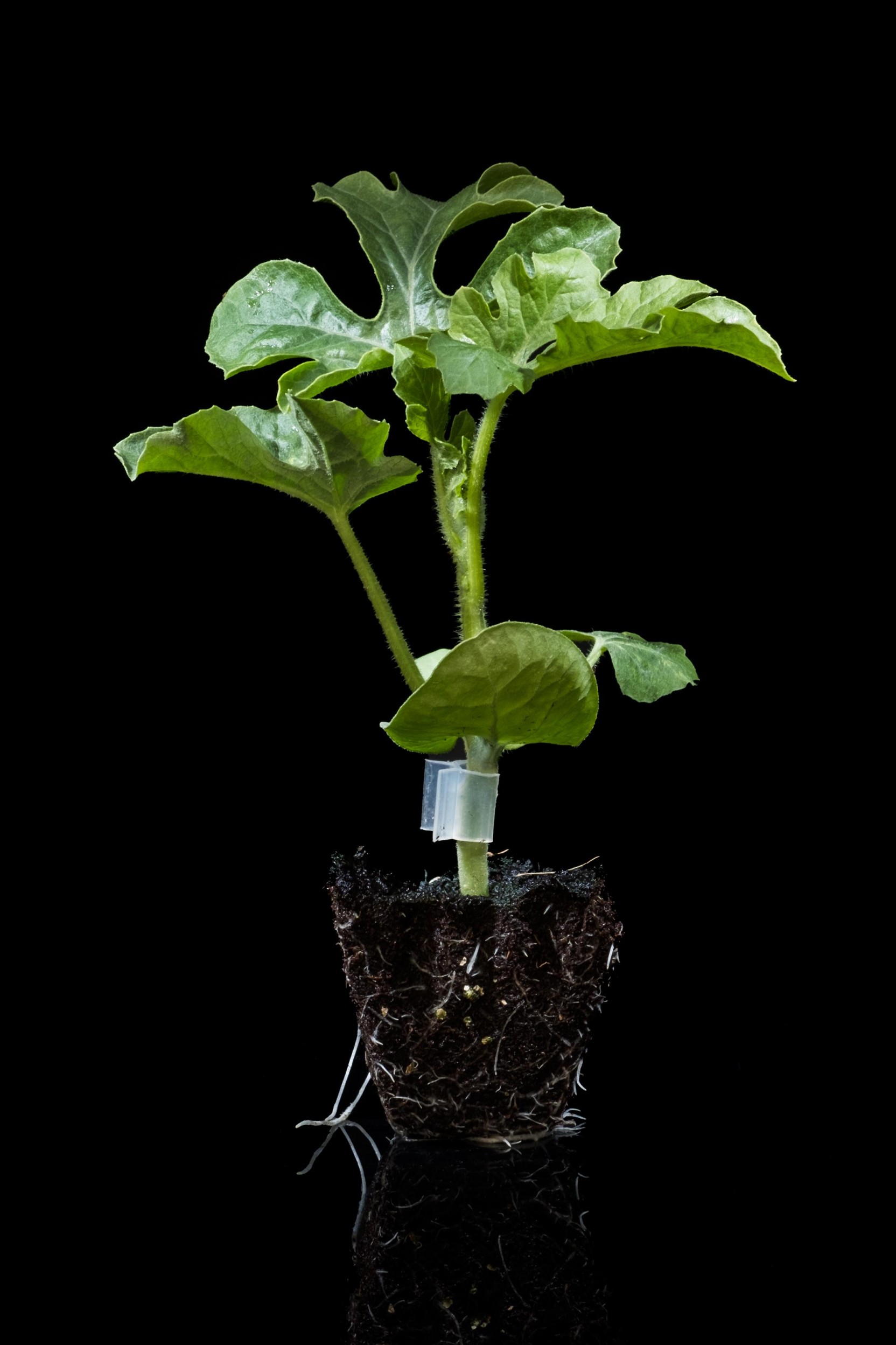 Galería de injertos